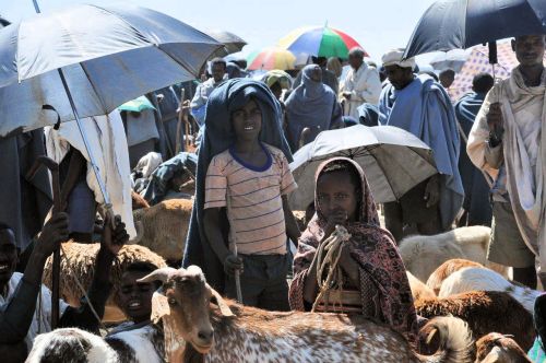 Ethiopia: Livestock Market at Gondar