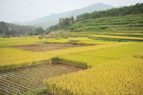 Landscapes/Grasslands & Savannas - Dali, Yunnan Province, China: Rice paddies multiple cropping