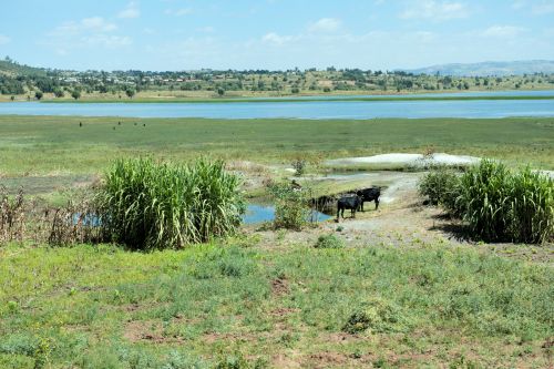 Landscapes/Grasslands & Savannas - Ethiopian Savannah: Wetlands with livestock
