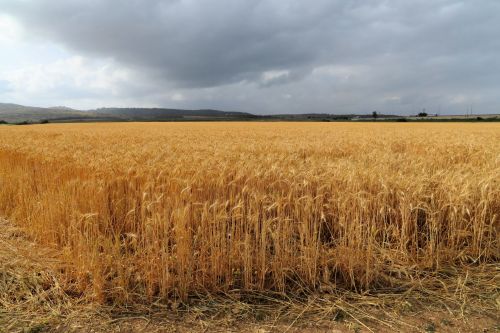 Landscapes/Grasslands & Savannas - Lower Galilee, Israel:  Harvest time for wheat