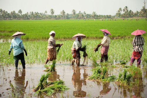 Landscapes/Grasslands & Savannas - Woman working in rice paddies