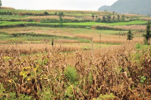 Landscapes/Grasslands & Savannas - Growing maize